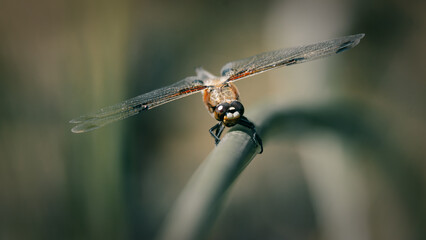 Four-Spotted Chaser Dragonfly