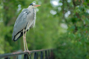 Portrait of a gray heron, perched on a fence, in a park