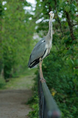 Portrait of a gray heron, perched on a fence, in a park