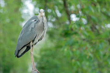 Portrait of a gray heron, perched on a fence, in a park