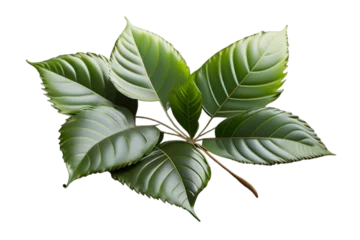 Papier Peint photo Monstera fig leaves on a branch transparent background