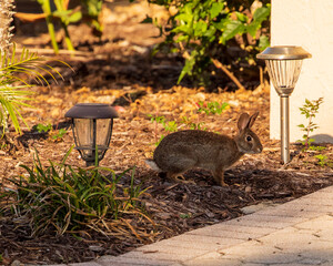 Rabbit in a garden with lanterns © David