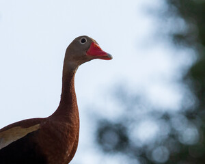 Egyptian Whistling Duck (Tadorna tadorna) in nature