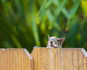 Squirrel peaking over the top of a wooden fence