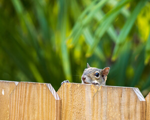 Squirrel looking over the top of a wooden fence © David