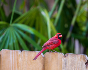 Male red cardinal sitting on a wood fence - Powered by Adobe