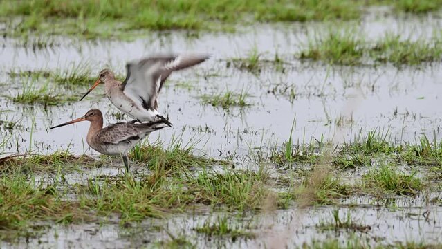 Black-tailed godwit pair mating in a wet meadow,  lower saxony, oxbog, spring, d&uuml;mmer lake, (limosa limosa), germany,