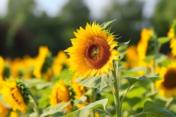 Obraz premium Sunset over sunflower field, Generative AI