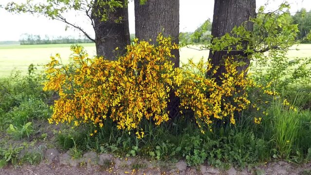 Common broom bush moves its yellow flowers in the wind
