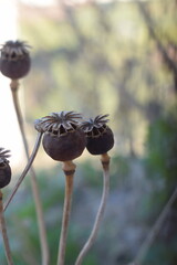 Dry capsule of poppy (Papaver sp.)