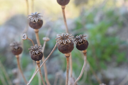 Dry capsule of poppy (Papaver sp.)