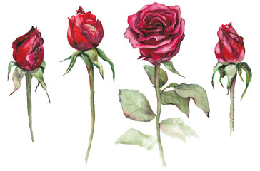 Four Watercolor Roses, Hand-painted Red Rose, Watercolor Flowers, Rose Bud Illustration, Watercolor Rose Art