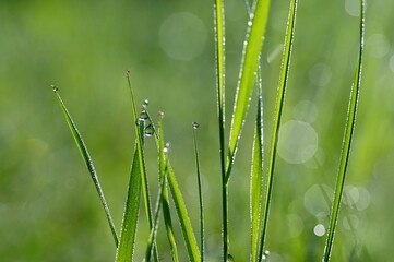 Obraz premium Green nature. Beautiful close up photo of nature. Green grass with dew drops. Colorful spring background with morning sun and natural green plants-ecology, fresh wallpaper.