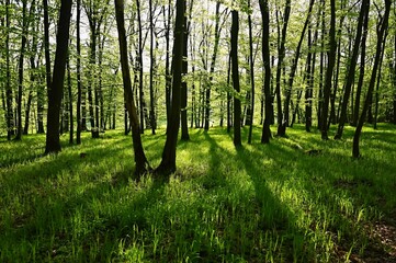 Obraz premium Beautiful green forest in springtime. Nature background with sun.