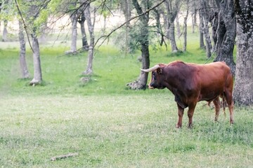 Brown fighting bull peacefully and free in a meadow, used in Spain to be tortured and killed during bullfights for fun. Selective focus, concepts.