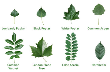 leaf, leaves, isolated, varieties, poplar, papulus, pyramidal poplar