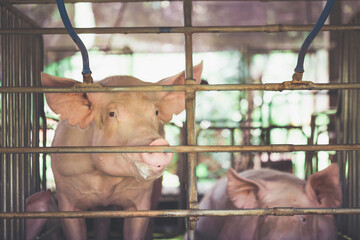 A single pig is staring. ,for the production of piglets , meat industry and production farms