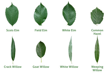 elm, willow, nut, leaf, leaves, elm, elm, Weeping Willow, Scots Elm