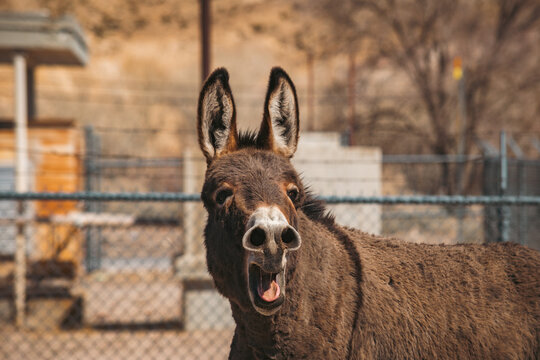 A wild burro in Nevada