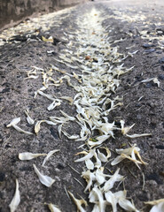 Flower fall on the road, beautiful flower