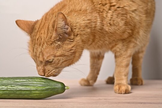 Closeup of a funny red cat  sniffs at a cucumber. 