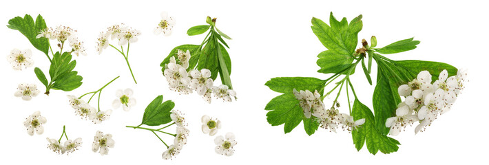 Hawthorn or Crataegus monogyna flowers isolated on a white background