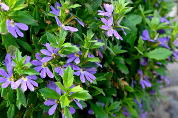 Scaevola aemula purple flowers in the garden of Tenerife,Canary Islands,Spain.Selective focus.