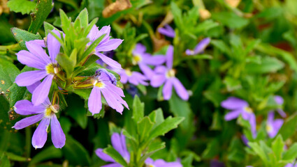 Scaevola aemula purple flowers in the garden of Tenerife,Canary Islands,Spain.Selective focus.