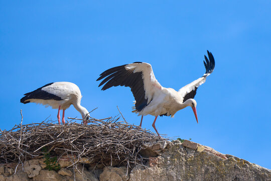white storks, ciconia ciconia, nesting in a storks colony in Andalusia near Jerez de la Frontera, Spain