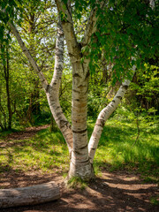 Unusual Birch tree in a public park Boise Idaho