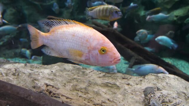 Orange tilapia fish in aquarium