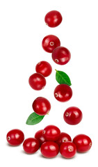 Cranberry isolated on white background with full depth of field