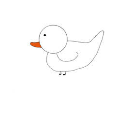 Cute cute little white duck