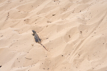 Iguana on the background of sand in the sun.