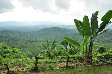 Fototapeta na wymiar Asian banana tree in tropical forest with mountain and hill in background in day and panoramic view