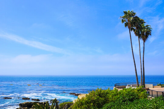 Palm trees and the blue Pacific Ocean. Heisler Park, Laguna Beach, California, USA.
