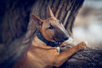Ginger puppy miniature bull terrier is standing by a tree. - 604407800