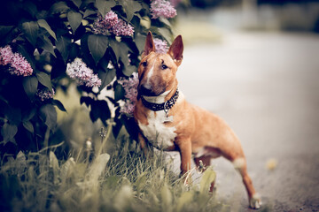 Ginger puppy miniature bull terriers is standing next to a lilac bush. - obrazy, fototapety, plakaty