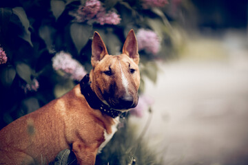 Portrait of a ginger puppy miniature bull terrier sitting next to a lilac bush. - 604407826