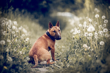 Ginger puppy miniature bull terriers sitting next to a lilac bush. - 604407865