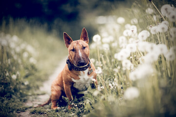 Ginger puppy miniature bull terriers sitting next to a lilac bush. - 604407877