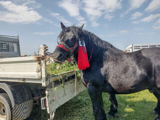 Black horse at an exhibition fair in Romania