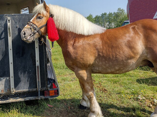 Horse at an exhibition fair in Romania