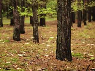 trees in the spring summer forrest