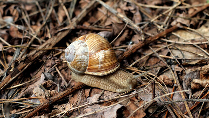 snail on leafs and sticks