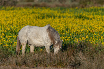 Naklejka na ściany i meble Camargue horse feeding in a swamp full of yellow irises.