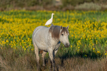 Camargue horse and cattle egret (Bubulcus ibis) in symbiosis in a marsh blooming with yellow irises.