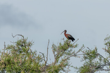 Glossy Ibis (Plegadis falcinellus) in a nesting colony in spring.