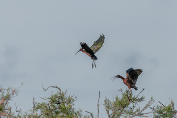 Glossy Ibis (Plegadis falcinellus) in a nesting colony in spring.