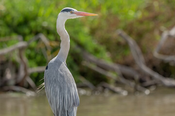 Grey heron (Ardea cinerea) resting in marsh.
